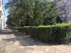 Obrazek posiada pusty atrybut alt; plik o nazwie grunwaldzka-suchardy-zywoplot-300x225.jpg